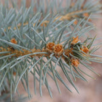 Load image into Gallery viewer, Spruce, Colorado Blue, Bakeri B&B/CT 4'-5'