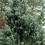 Load image into Gallery viewer, Spruce, Colorado Blue, Bakeri B&B/CT 4'-5'