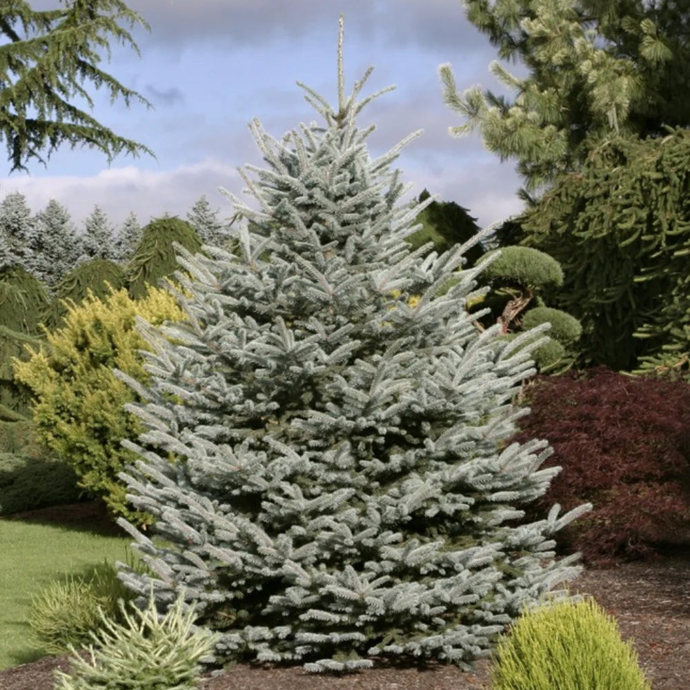 Spruce, Fat Albert #10