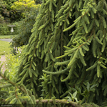 Load image into Gallery viewer, Spruce, Norway Pendula #15
