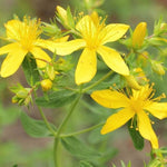 Load image into Gallery viewer, St. John's Wort #1