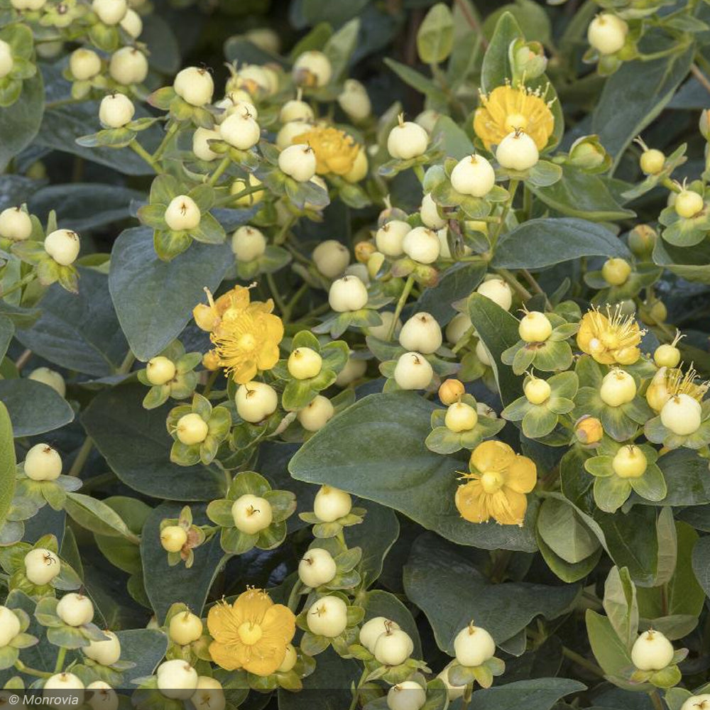 St. John's Wort, Champagne #2