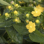 Load image into Gallery viewer, St. John's Wort, Chardonnay #2