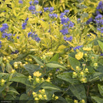 Load image into Gallery viewer, St. John's Wort, Chardonnay #2