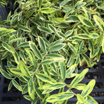 Load image into Gallery viewer, St. John's Wort, Fiesta #1