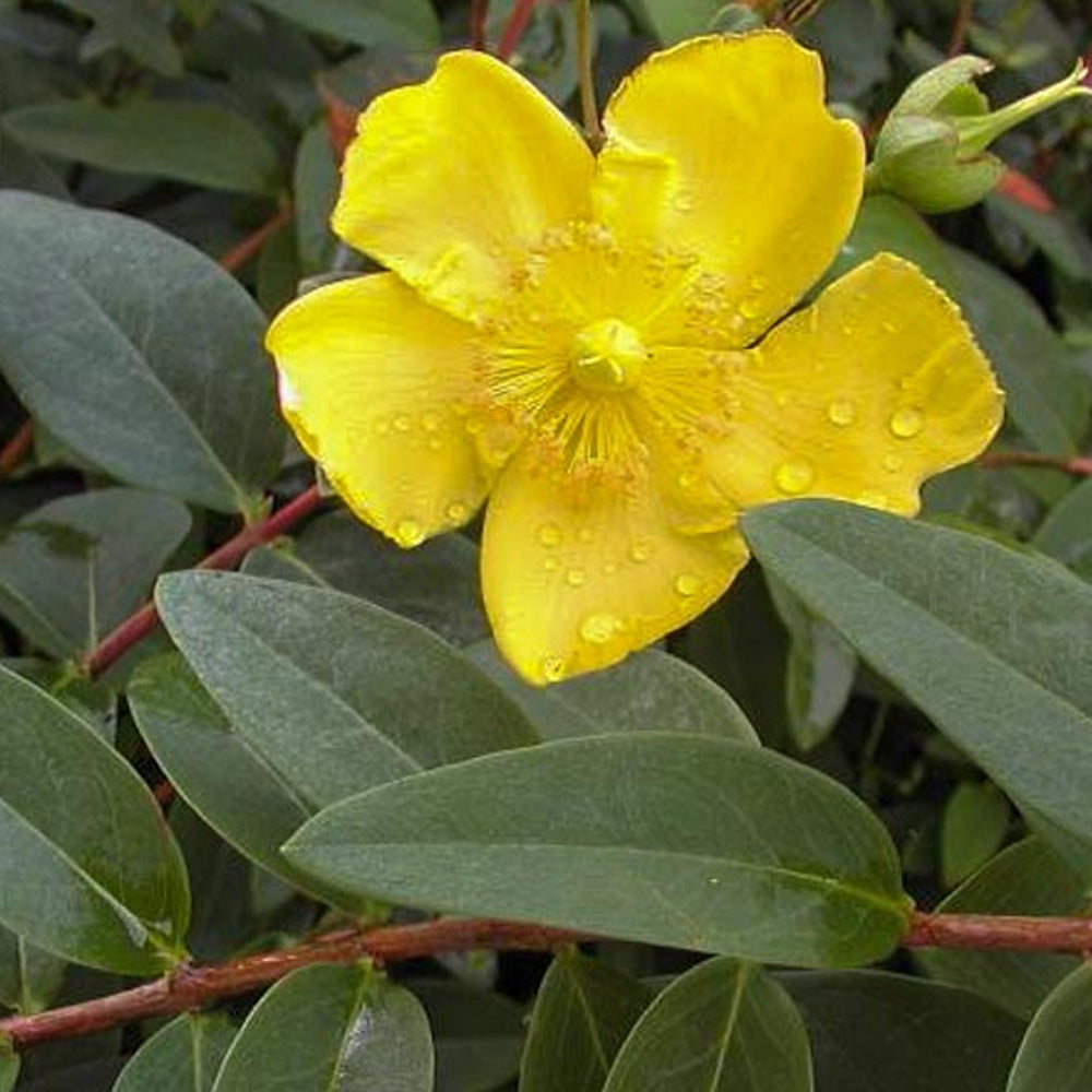 St. John's Wort, Hidcote #1