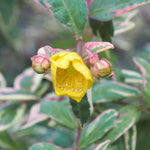 Load image into Gallery viewer, St. John's Wort, Tricolor #1