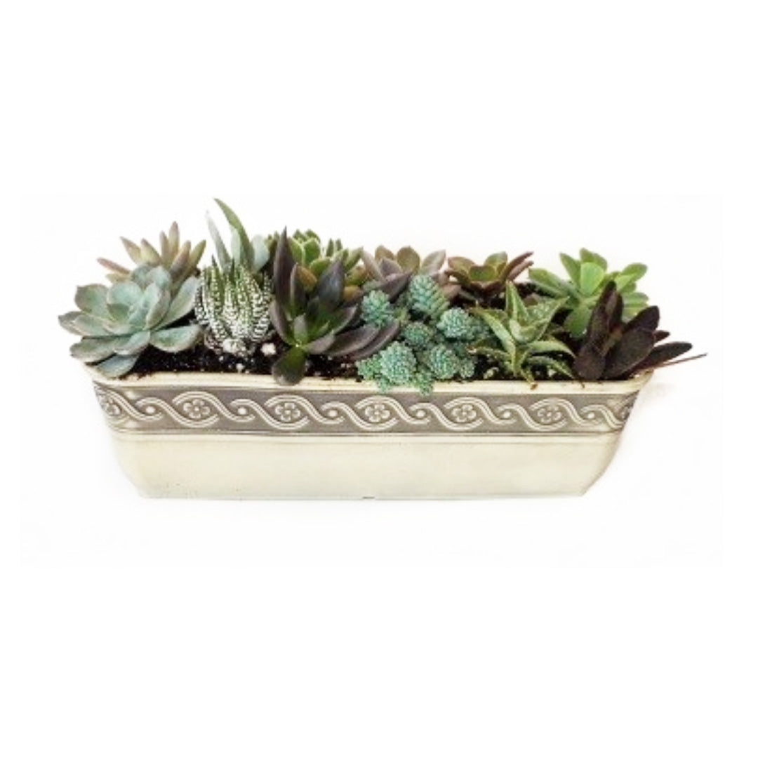 trough for succulents Succulent, Corinthian Trough 10" – Greenwood Creek Nursery