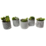 Load image into Gallery viewer, Succulent, Dovah Pot 3.5"