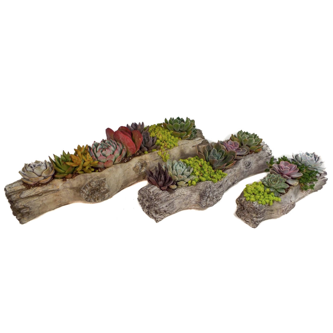 succulents in log planter Succulent, Log Planter 20" – Greenwood Creek Nursery