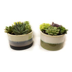 Load image into Gallery viewer, Succulent, Rowan Bowl 5"
