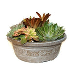Load image into Gallery viewer, Succulent, Savannah Bowl 8"