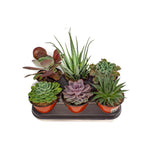 Load image into Gallery viewer, Succulent, 6"