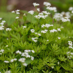 Load image into Gallery viewer, Sweet Woodruff #1