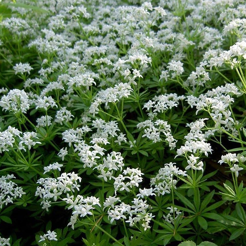 sweet woodruff plants Sweet Woodruff Qt – Greenwood Creek Nursery