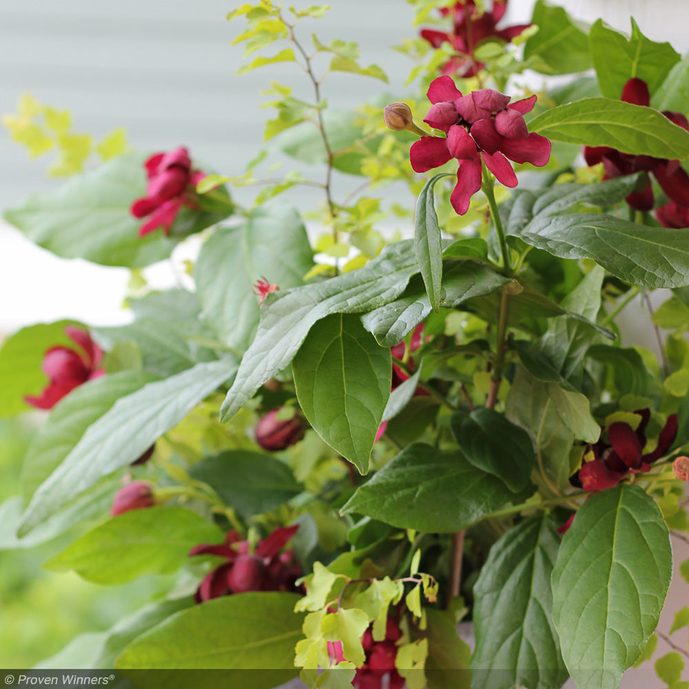Sweetshrub, Aphrodite #3 – Greenwood Creek Nursery
