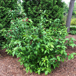 Load image into Gallery viewer, Sweetshrub, Simply Scentsational #3