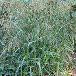 Load image into Gallery viewer, Switch Grass, Cape Breeze #3