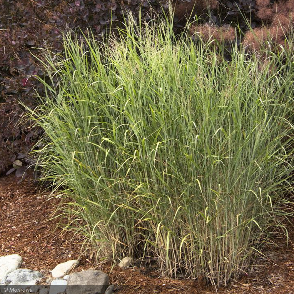 Switch Grass, Heavy Metal #2