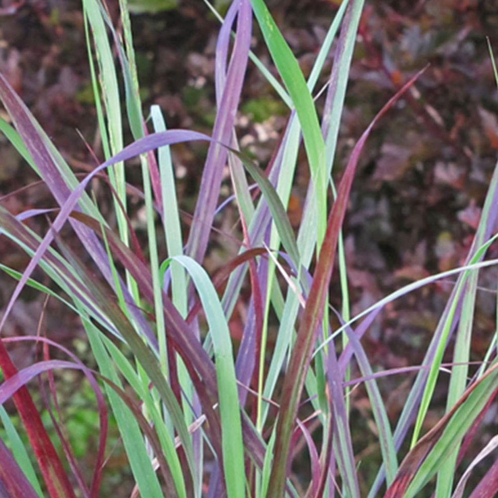 Switch Grass, Ruby Ribbons #3
