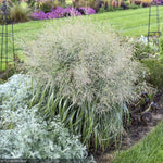 Load image into Gallery viewer, Switch Grass, Prairie Winds Niagara Falls #3