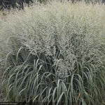 Load image into Gallery viewer, Switch Grass, Prairie Winds Niagara Falls #3