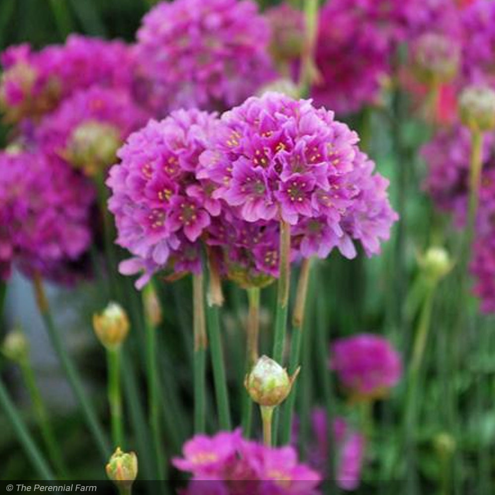 Thrift, Ballerina Lilac Qt – Greenwood Creek Nursery
