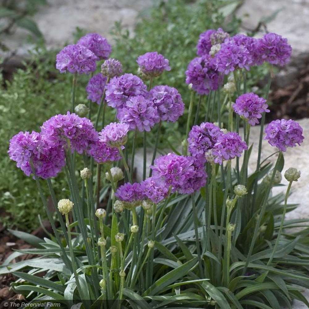 ballerina lavender plant Thrift, Ballerina Lilac Qt – Greenwood Creek Nursery
