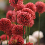 Load image into Gallery viewer, Thrift, Ballerina Red Qt