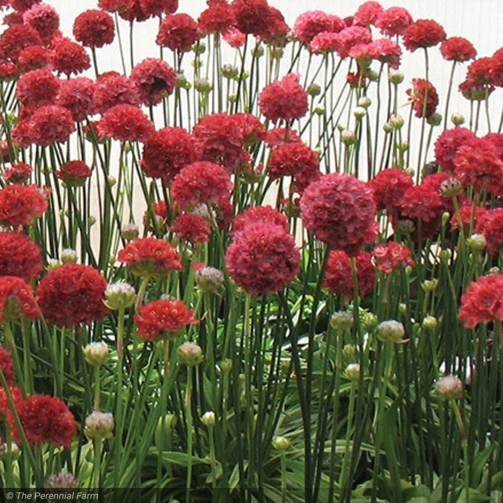 Thrift, Ballerina Red Qt – Greenwood Creek Nursery