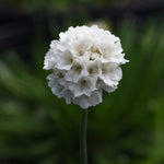 Load image into Gallery viewer, Thrift, Dreameria Dream Clouds #1
