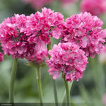 Load image into Gallery viewer, Thrift, Dreameria Dreamland #1