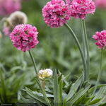 Load image into Gallery viewer, Thrift, Dreameria Dreamland #1