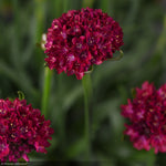 Load image into Gallery viewer, Thrift, Dreameria Hypnotic Dreams #1