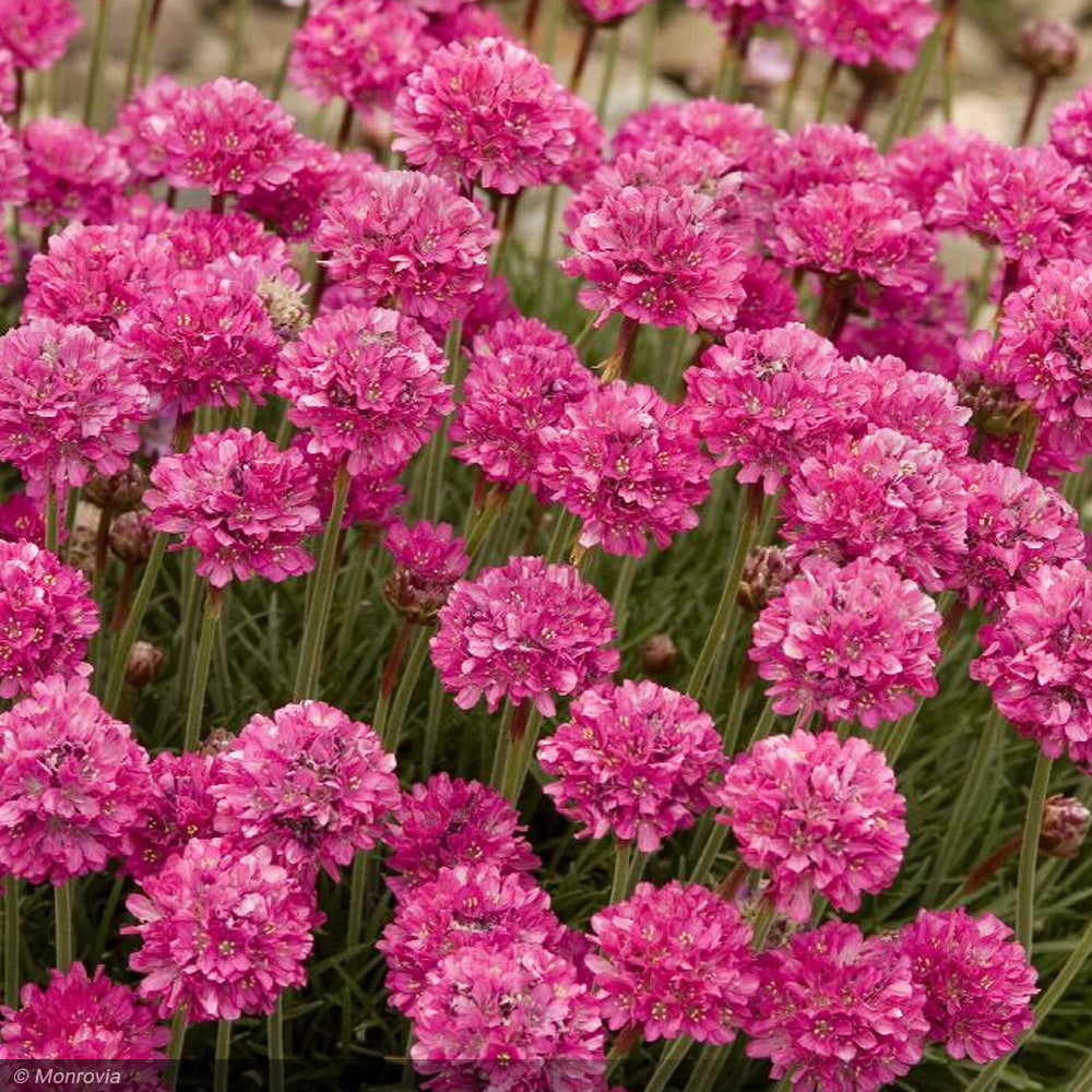 Thrift, Splendens Qt
