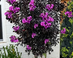 Load image into Gallery viewer, Crape Myrtle, Thunderstruck Lavender Skies #15