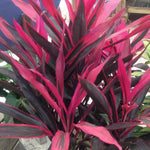 Load image into Gallery viewer, Trop, Cordyline Hot Pepper 10" Pot