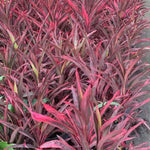 Load image into Gallery viewer, Trop, Cordyline Hot Pepper 10" Pot