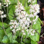 Load image into Gallery viewer, Tiarella, Brandywine #1
