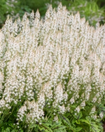 Load image into Gallery viewer, Tiarella, Cutting Edge #1