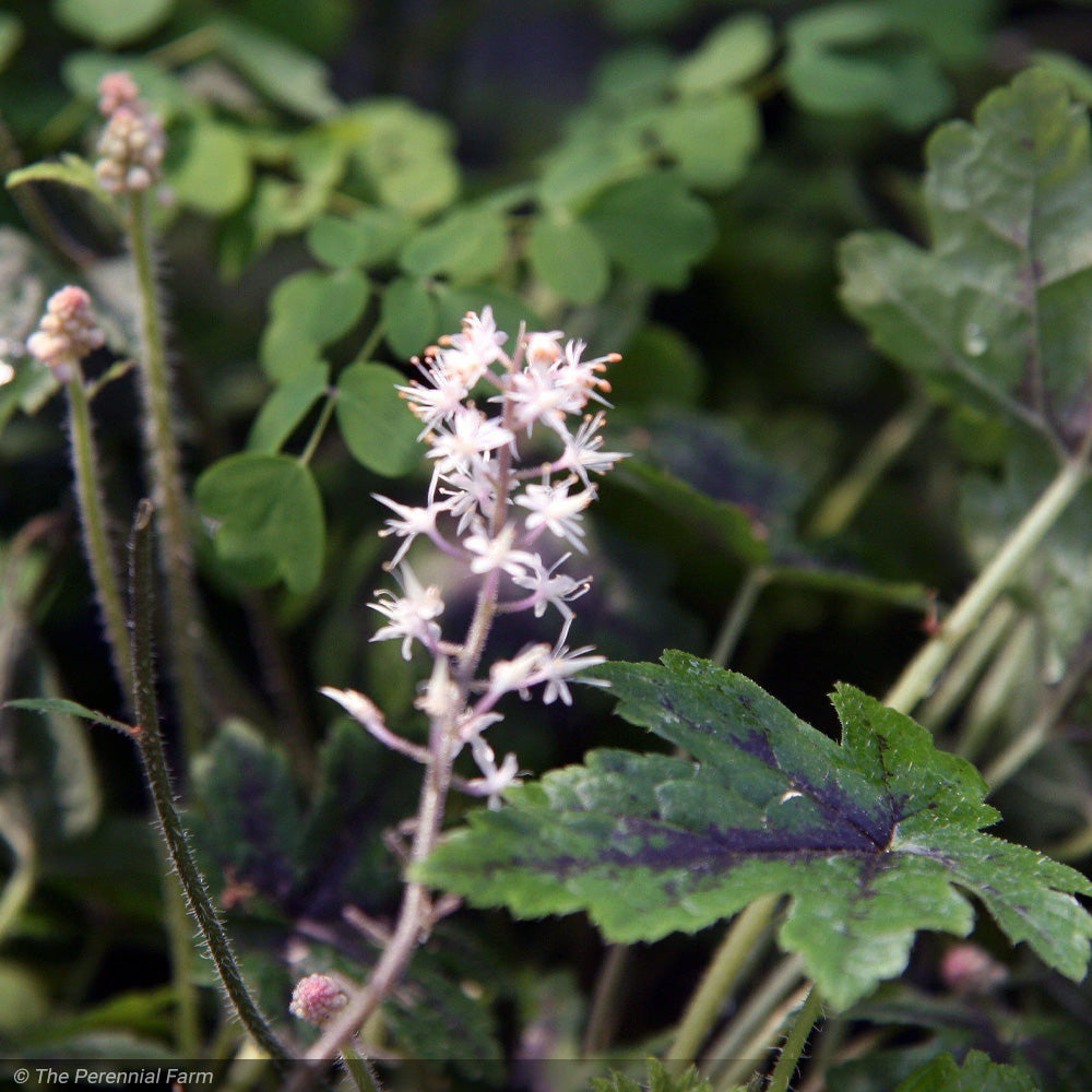 Tiarella, Elizabeth Oliver #1