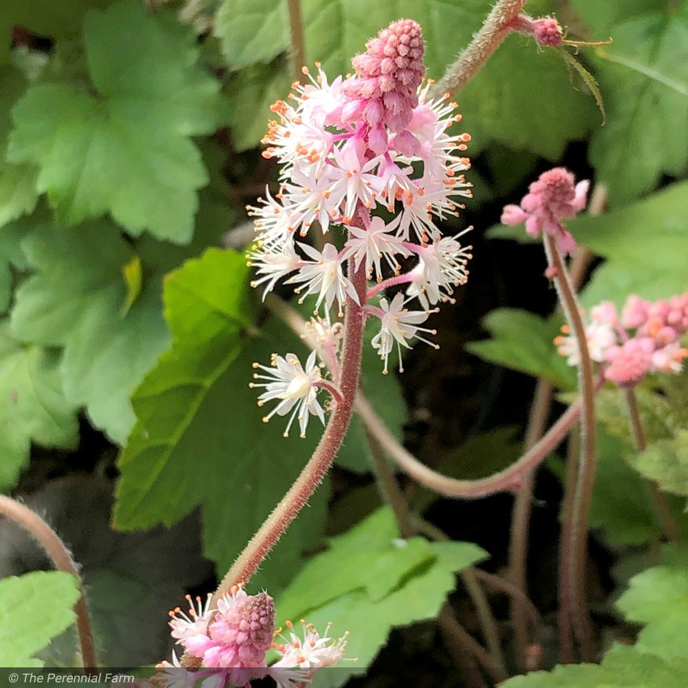 Tiarella, Oakleaf #1