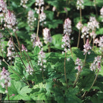 Load image into Gallery viewer, Tiarella, Oakleaf #1