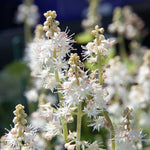 Load image into Gallery viewer, Tiarella, Running Tapestry #1
