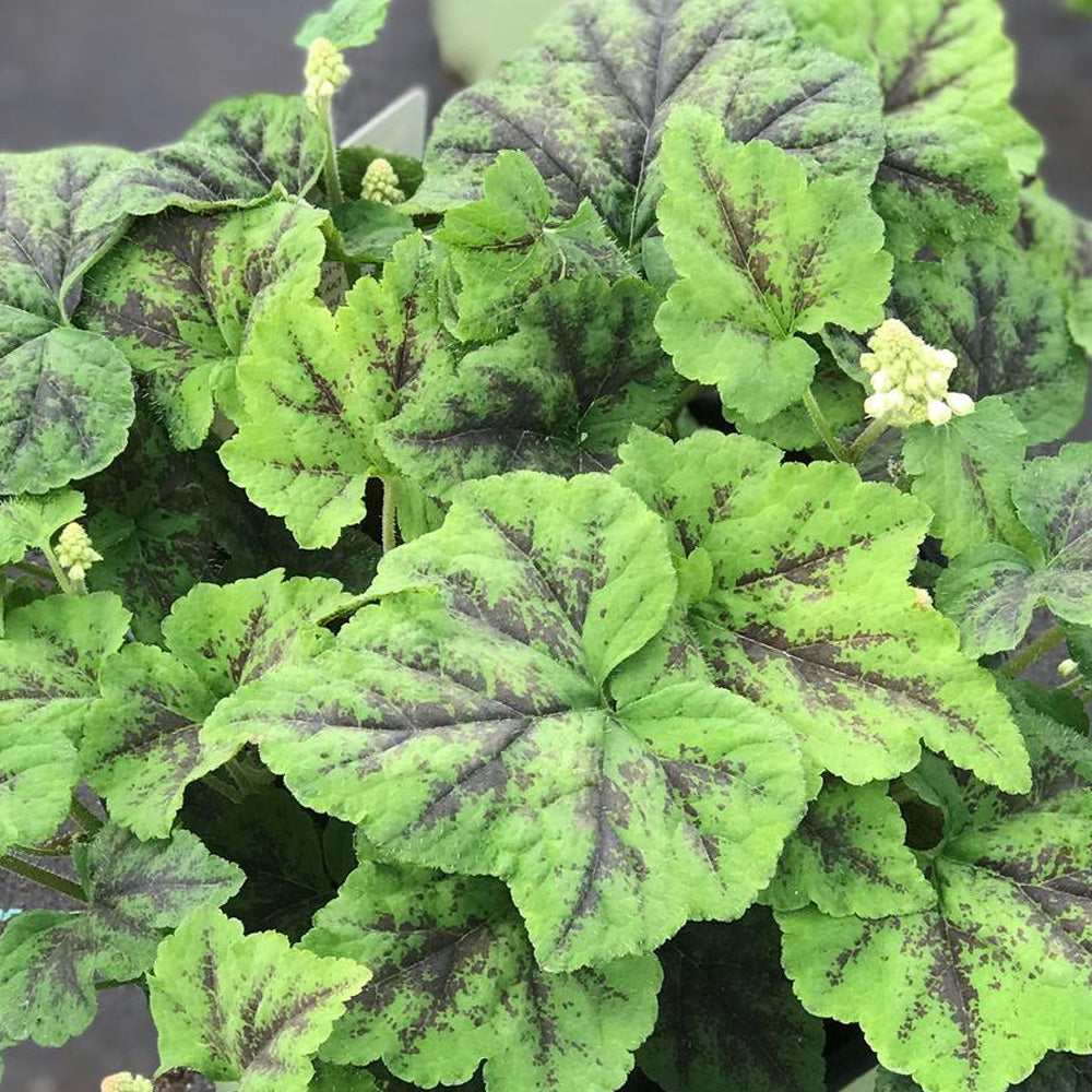 Tiarella, Running Tapestry #1 – Greenwood Creek Nursery