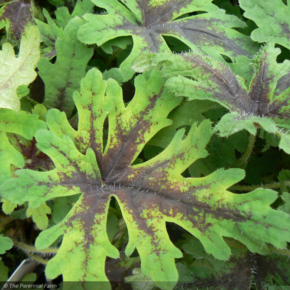 Tiarella, Timbuktu #1
