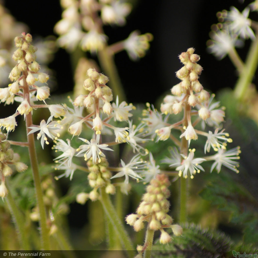 Tiarella, Timbuktu #1