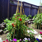 Load image into Gallery viewer, Trellis, Bamboo Teepee 72"