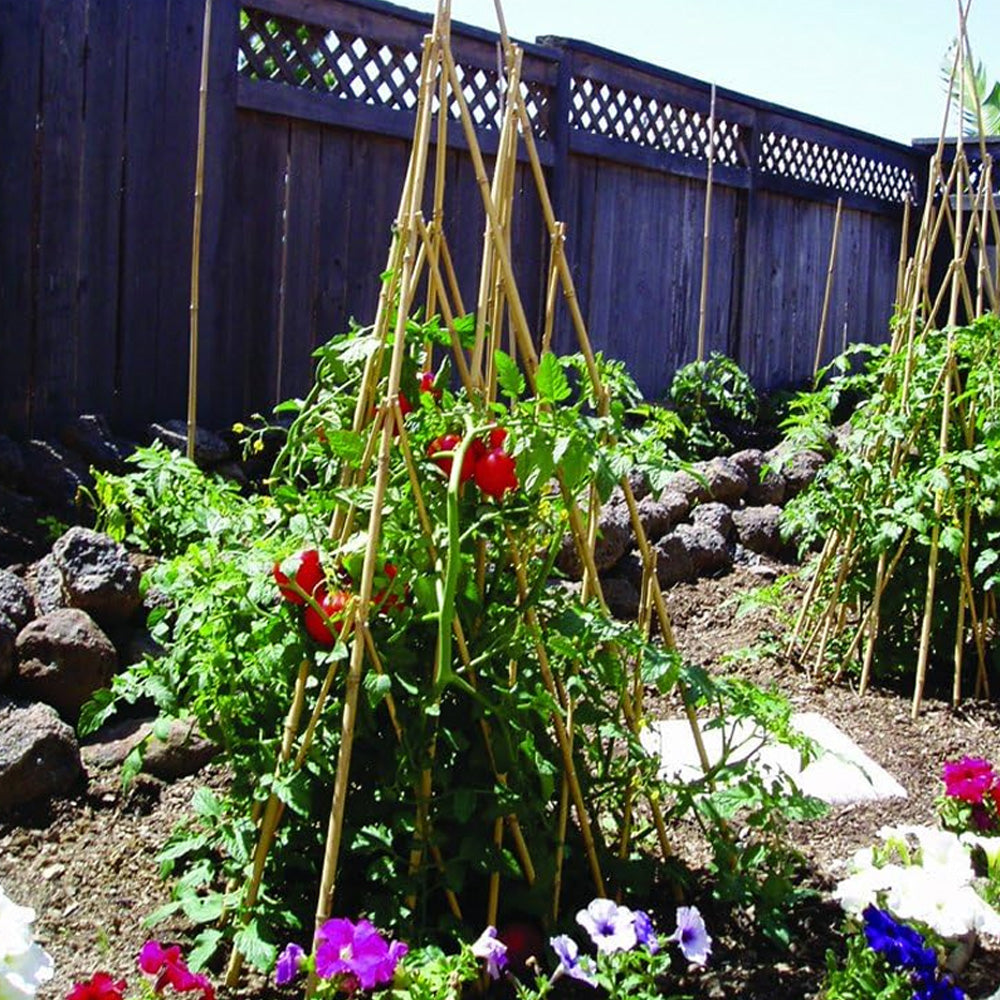 Trellis, Bamboo Teepee 72