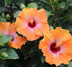 Load image into Gallery viewer, Trop, Hollywood Hibiscus Heart Throb #2